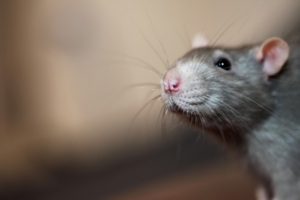 Leia mais sobre o artigo Como acabar com os ratos